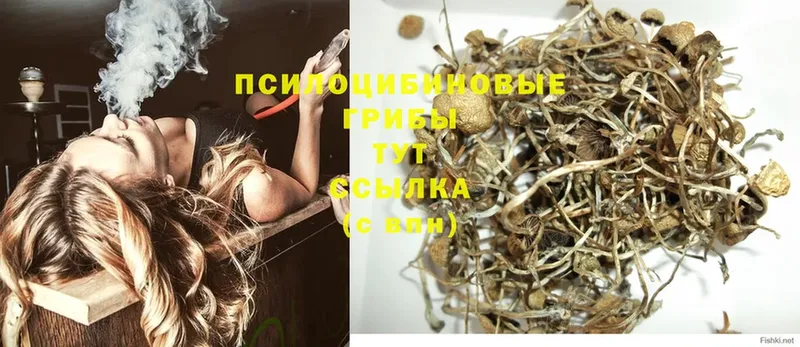 Галлюциногенные грибы Psilocybine cubensis  ОМГ ОМГ ТОР  Ак-Довурак  наркота 